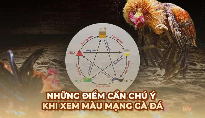 Những điểm cần chú ý khi xem màu mạng gà đá mà sư kê nên biết